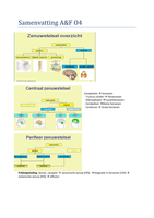 Samenvatting Anatomie&Fysiologie lesjaar 1 periode 4