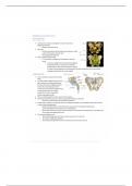 UO Medicine; Anatomy of the pelvis and hip joints Notes