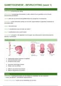 Samenvatting "Embryologie" -  Celbiologie partim genetica & embryologie