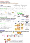 Pancreatic hormones 