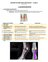 Equine Fetlock Study Guide