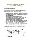 Photosynthesis A-Level Biology study guide