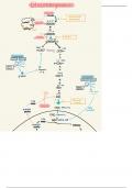 Gluconeogenesis, Endogenous Synthesis of Glucose