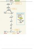 Glycolysis