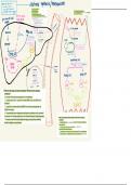 Ketone Synthesis and Metabolism