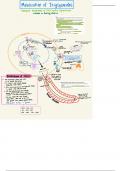 Mobilization of Triglycerides