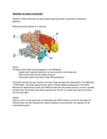 Regulatie van gen expressie