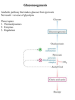 Gluconeogenesis