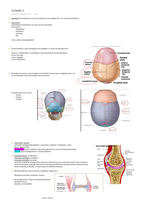 schedel 2