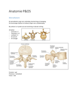 P&O5 Anatomie