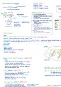 IB Biology Topic 2.4 Proteins Notes