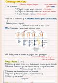 CAR T Cells