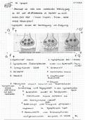 Synapse und Nervensystem