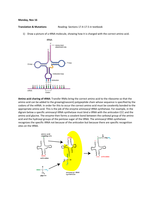 Translation & Mutations                  