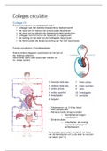 ANATOMIE & FYSIOLOGIE CIRCULATIESTELSEL