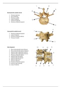 Kinesiologie A-specifieke rugklachten