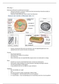 MIB 11306 samenvatting colleges 