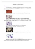 Microbiology Lab Exam 2 Material