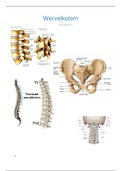 Samenvatting wervelkolom Lumbaal en SI 