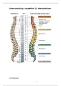 Wervelkolom samenvatting.