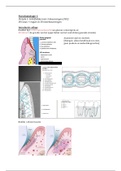 samenvatting parodontologie 1: jaar 2
