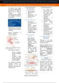 GUYTON, 13Ed. CAPÍTULO 55: FUNCIONES MOTORAS DE LA M.E: REFLEJOS MEDULARES