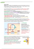 diabetes mellitus