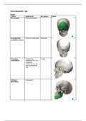 Anatomie in VIVO blok C1