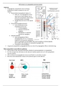 Sympathetic nervous system