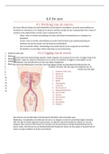 Anatomie en fysiologie van de nier