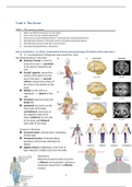 Task 1: The brain (GGZ2025: neuropsychological disorders )