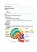 Chapter 7 | The Skeletal System: The Axial Skeleton 