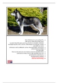 FLASHCARDS HONDEN DEEL 2