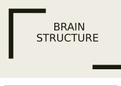 Brain Structure