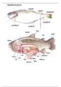 Anatomie 1ste jaar Dierenzorg Semester 2 Dissectie 1