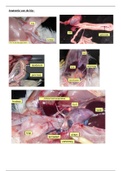 Anatomie 1ste jaar Dierenzorg Semester 2 Dissectie 2