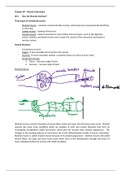 Muscle Contraction