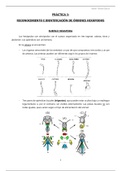 Práctica 3: Reconocimiento e identificación de órdenes hexápodos