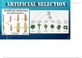 Artificial Selection - Investigation 1: Can extreme selection change expression of a quantitative trait in a population in one generation?