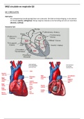 MGZ Q3 Circulatie en respiratie samenvatting