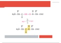  Proteins,peptidesRamchandran angles