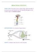 Brachial Plexus