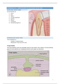 samenvatting cariologie 