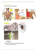 functionele anatomie: de spieren ligging