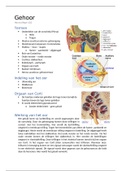 Gehoor Samenvatting - Logopedie Jaar 1