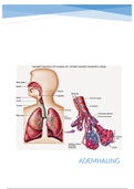 Anatomie samenvatting ademhaling