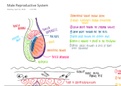 Test 4 - Male Reproductive System