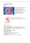 Anatomie hart en longen
