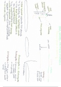 Protein Synthesis and Genetic Variation 