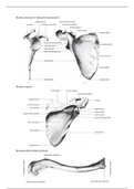 Scapula, clavicula en humerus 